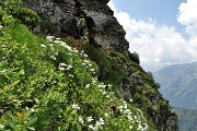 60 Estese fioriture di anemone narcissino
